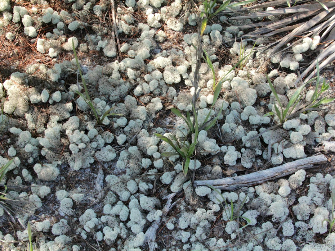 Spruce Bluff Preserve-圣露西港必去景点