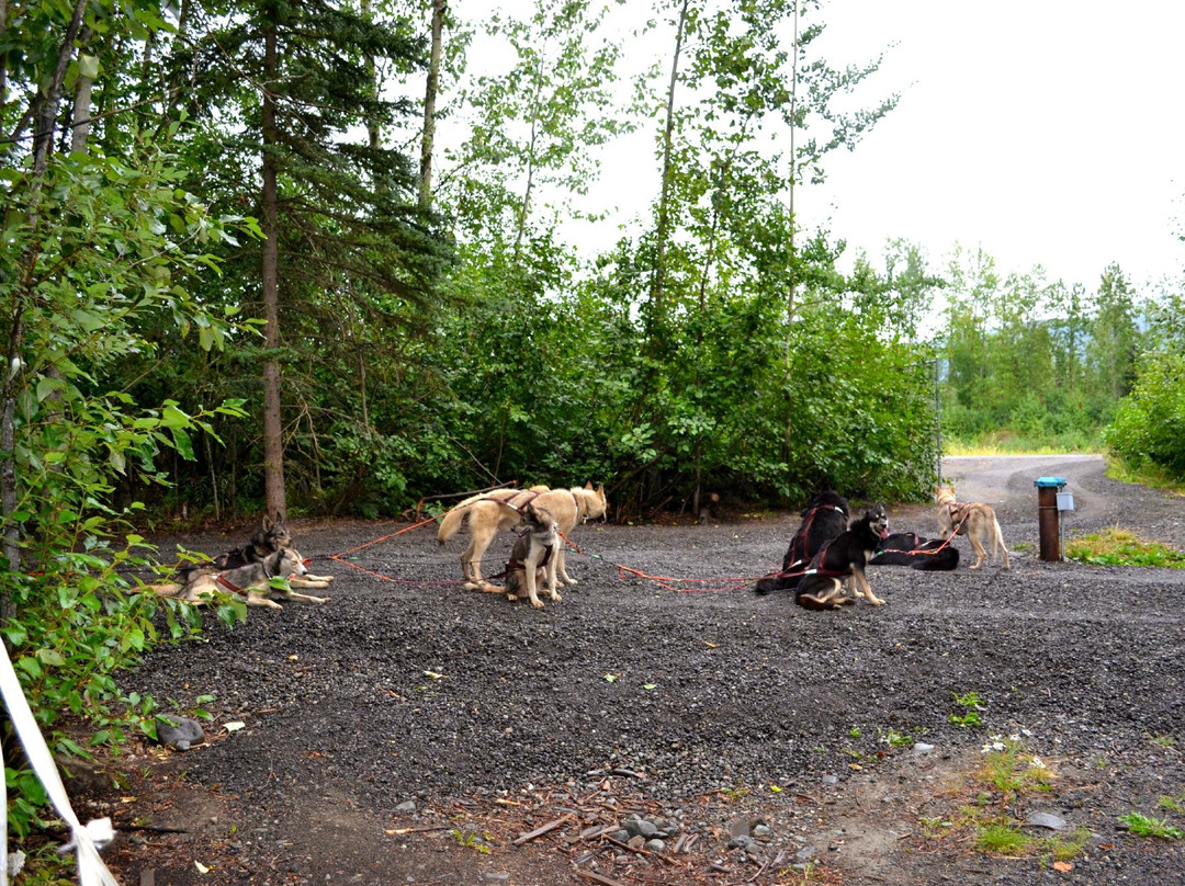 Iditarod Trail Sled Dog Race-安克雷奇必去景点