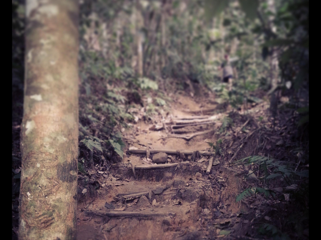 FRIM -Forest Research Institute of Malaysia-八打灵再也必去景点