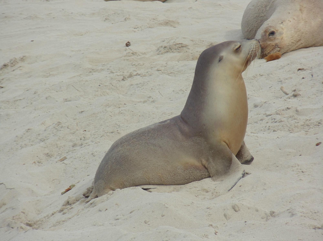 坎加鲁岛海联一日游-阿德莱德必去景点