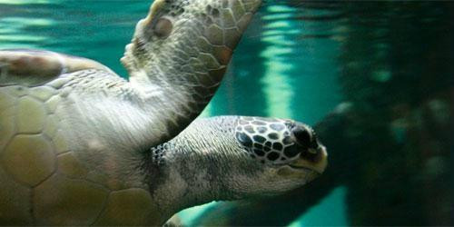 Oceanário de Aracaju-阿拉卡茹必去景点
