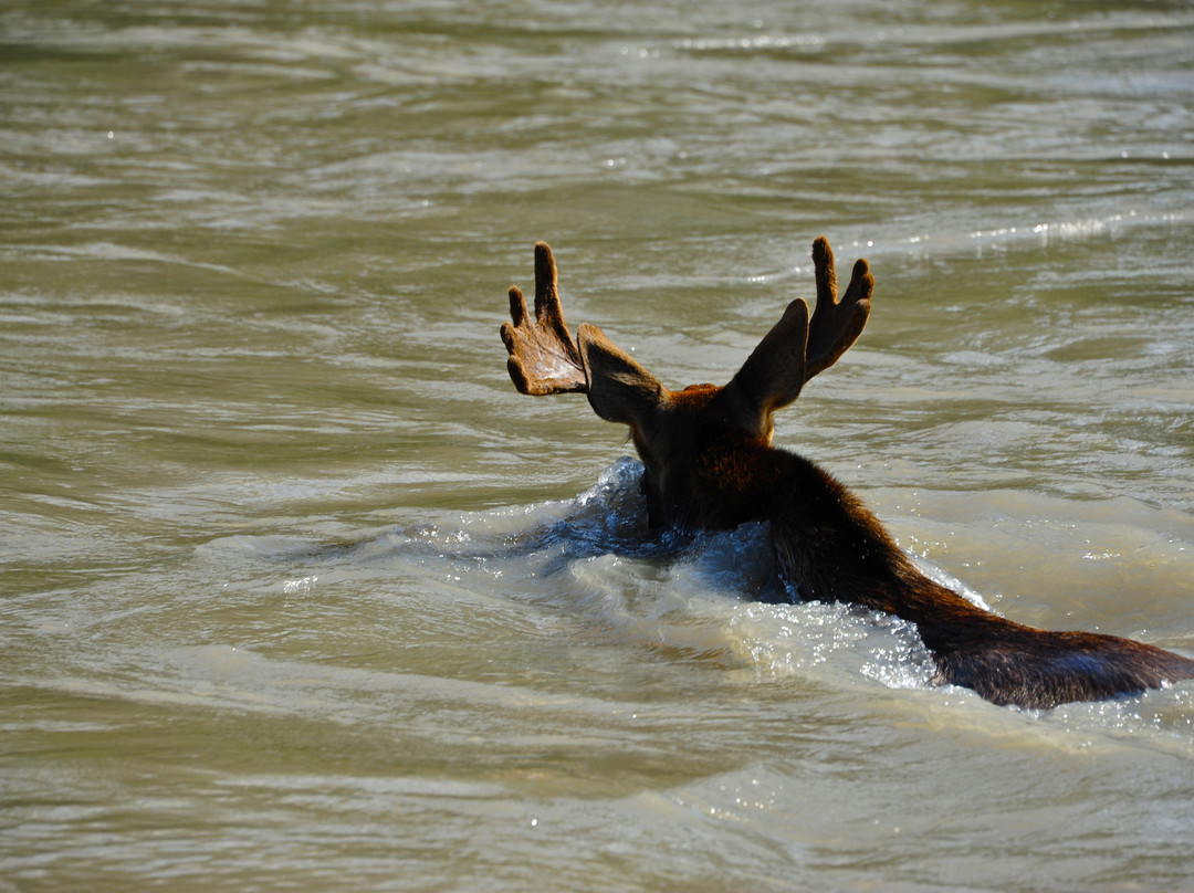 Alaska Waters-Wrangell必去景点