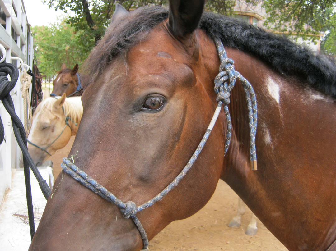 Widowmaker Trail Rides-绍斯莱克必去景点