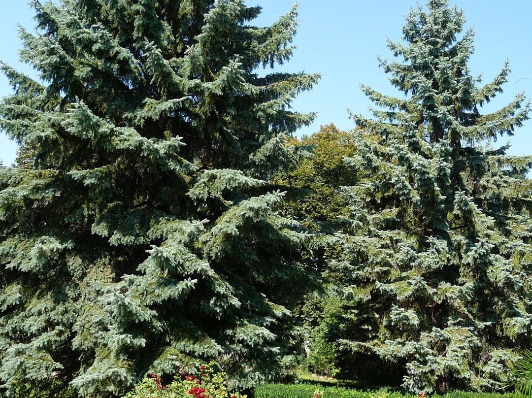 Grădina Botanică "Alexandru Borza"景点图片