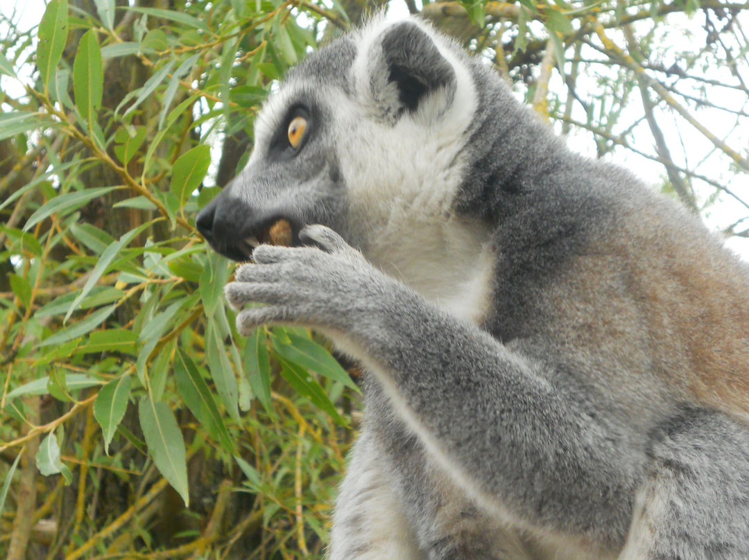 Parc Animalier De Sainte-croix景点图片