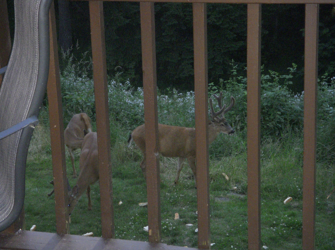 Mt. Scott Manor Bed and Breakfast主图