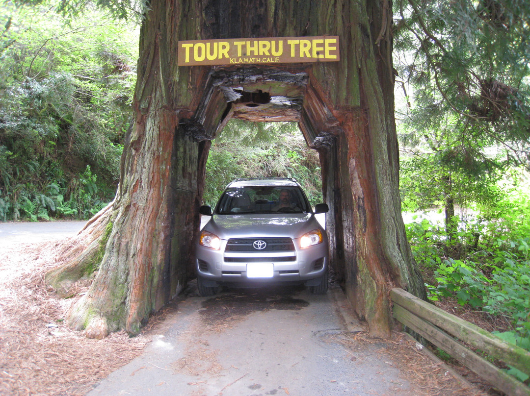 Tour-Through Tree-克拉马斯必去景点