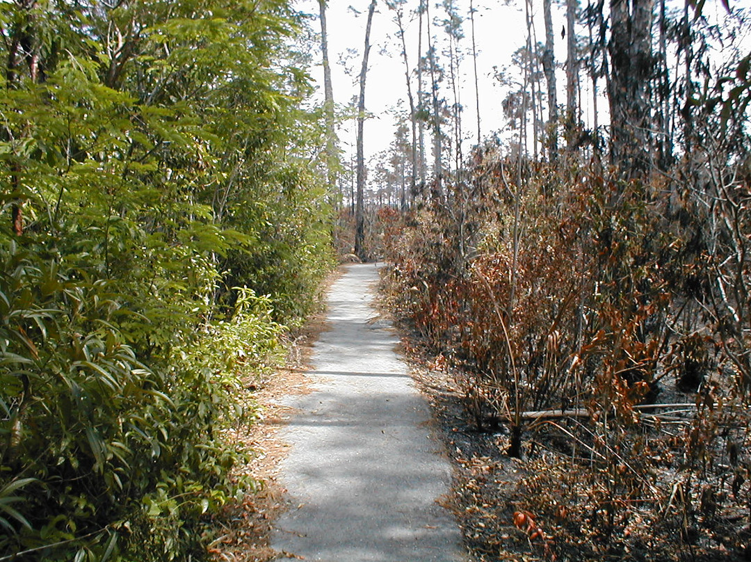 Gumbo Limbo Trail-大沼泽国家公园必去景点