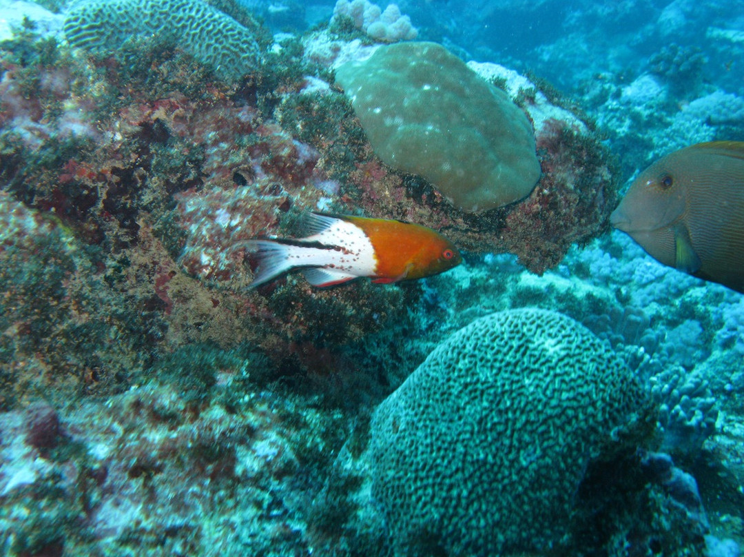 Blues Diving Centre景点图片
