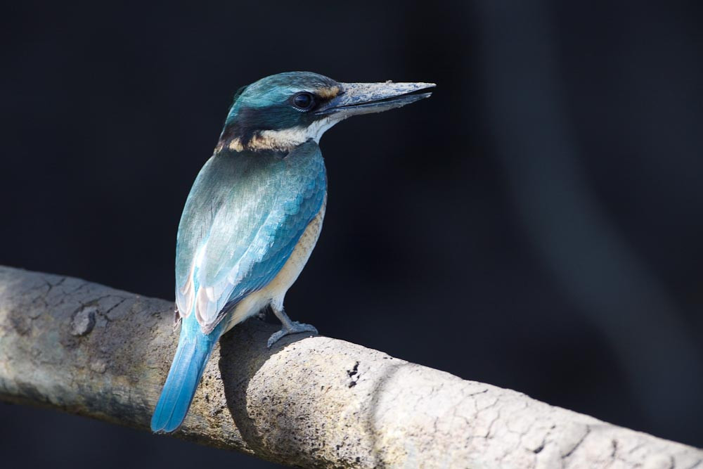 Dan Irby's Mangrove Adventures-Daintree必去景点
