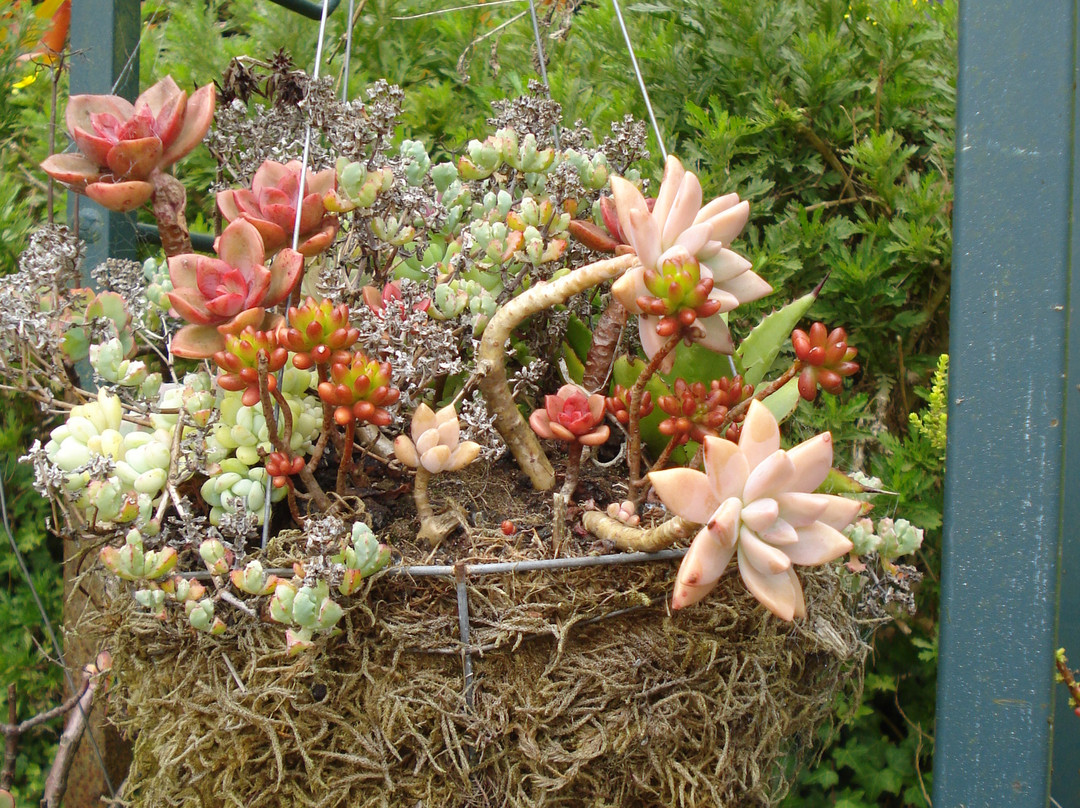 Alii Kula Lavender-库拉必去景点