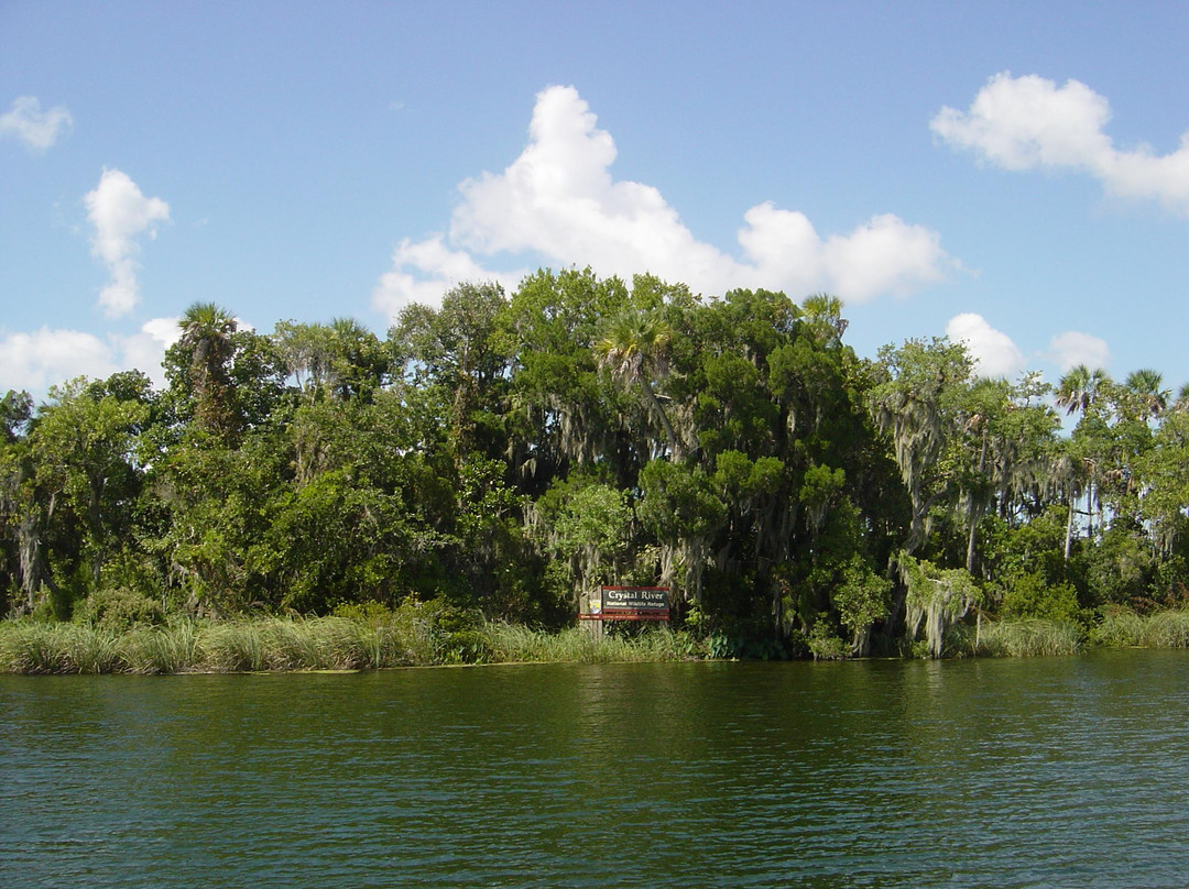 Waterfront Adventures; Swimming With The Manatees-克里斯特尔里弗必去景点