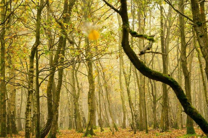 Snelsmore Common Country Park-纽伯里必去景点