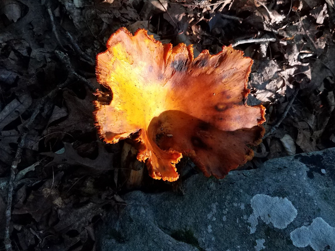 ACE Adventure Resort主图