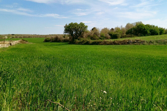 Il Borgo degli Ulivi