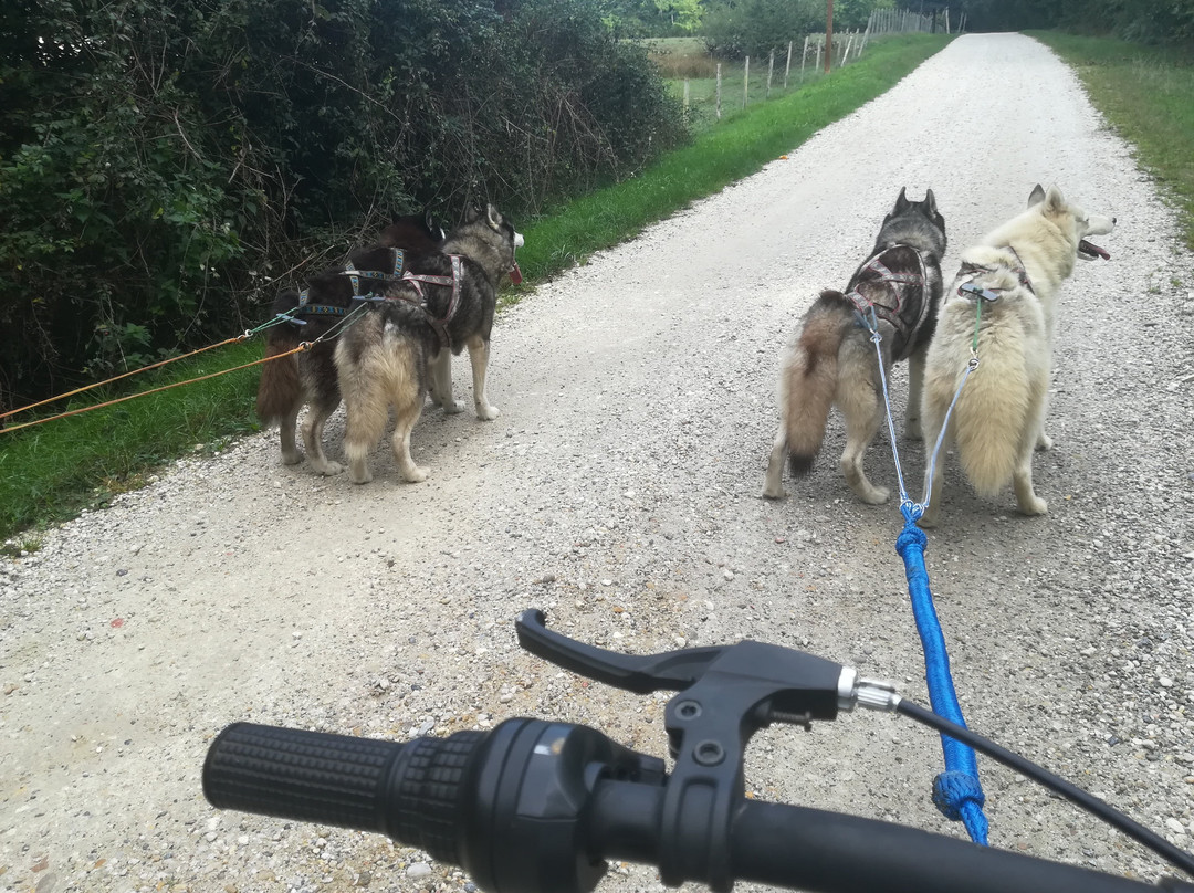 Mush Gironde Balades en chiens de traineau景点图片