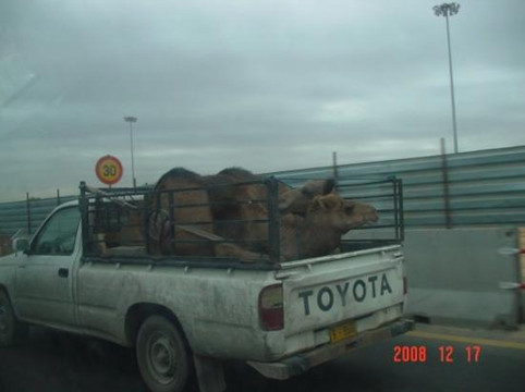 al-Zawiyah旅游攻略图片