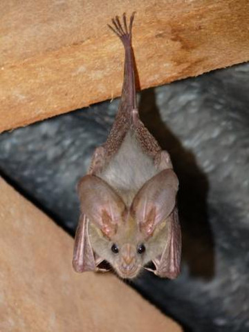 null-桑布鲁国家保护区