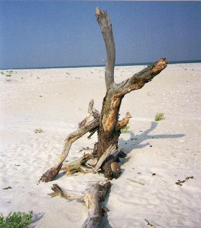 Assateague Island National Seashore-Assateague Island必去景点