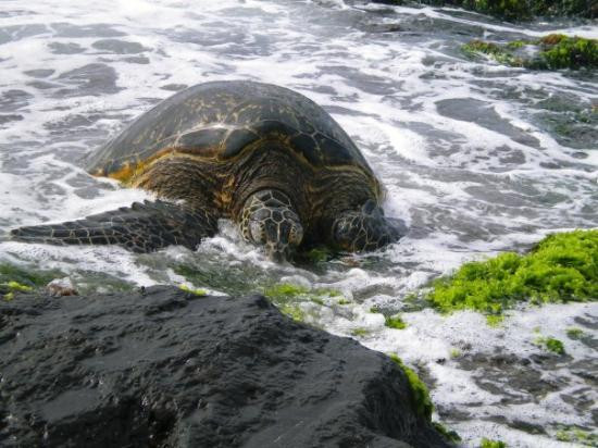 海龟湾度假村高尔夫球场-卡胡库必去景点