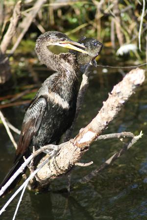 Royal Palm Visitor Center-大沼泽国家公园必去景点