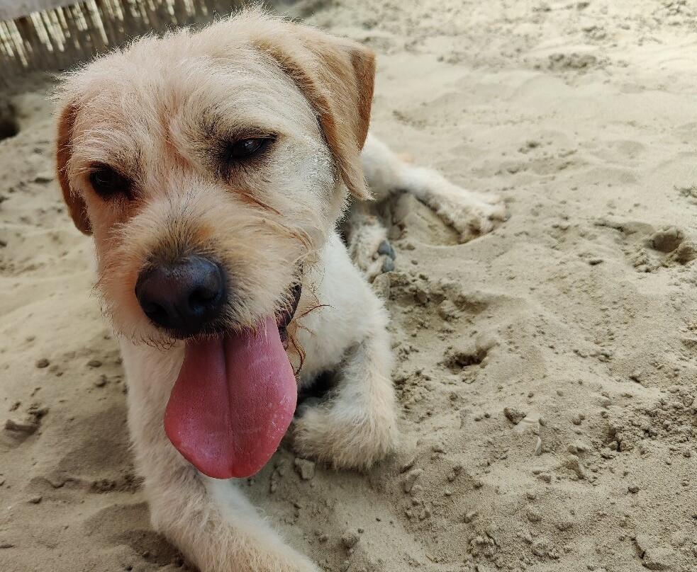 Maremoto Beach景点图片
