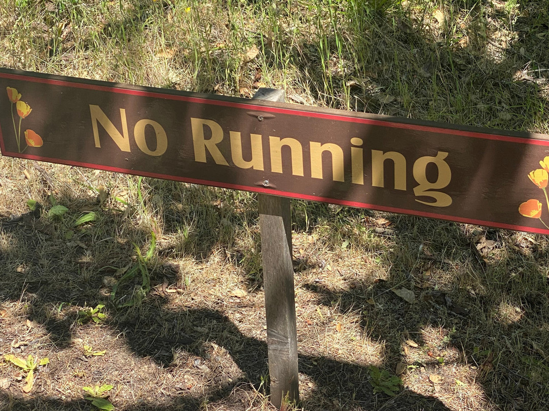 Petrified Forest-卡利斯托加必去景点