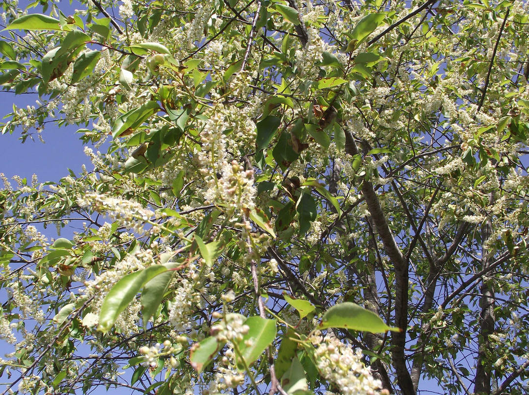 Four Tree Island景点图片