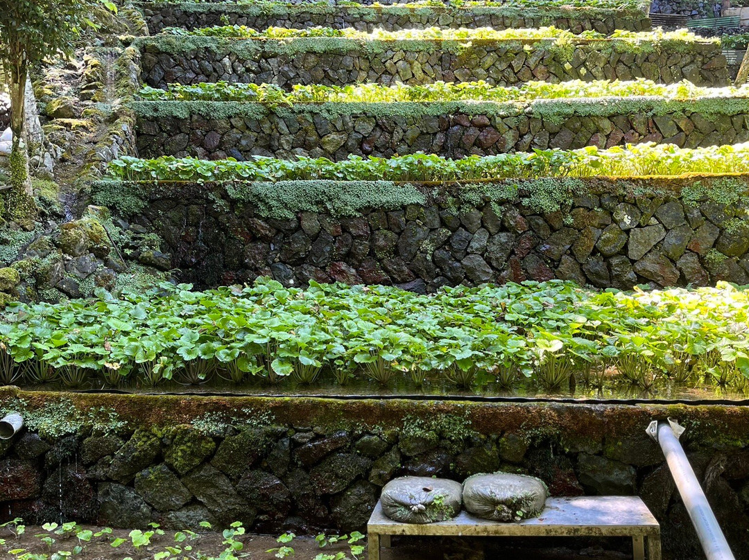 享受非日常 森林的秘密基地 Wasabi Village