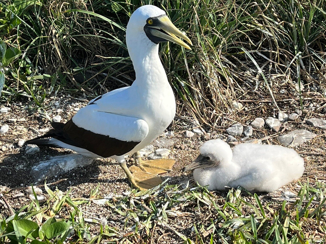 Horizonte Aberto - Catamarans-Caravelas必去景点
