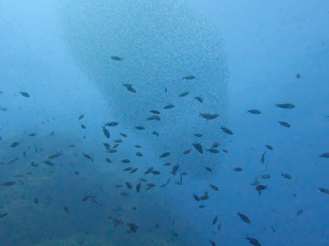 Scuba Ibiza Diving Center-伊维萨城区必去景点