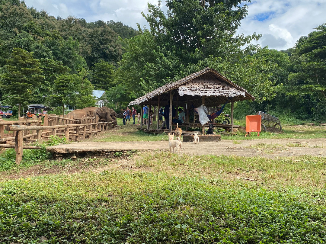 Mae Wang Elephant Camp-夜旺必去景点