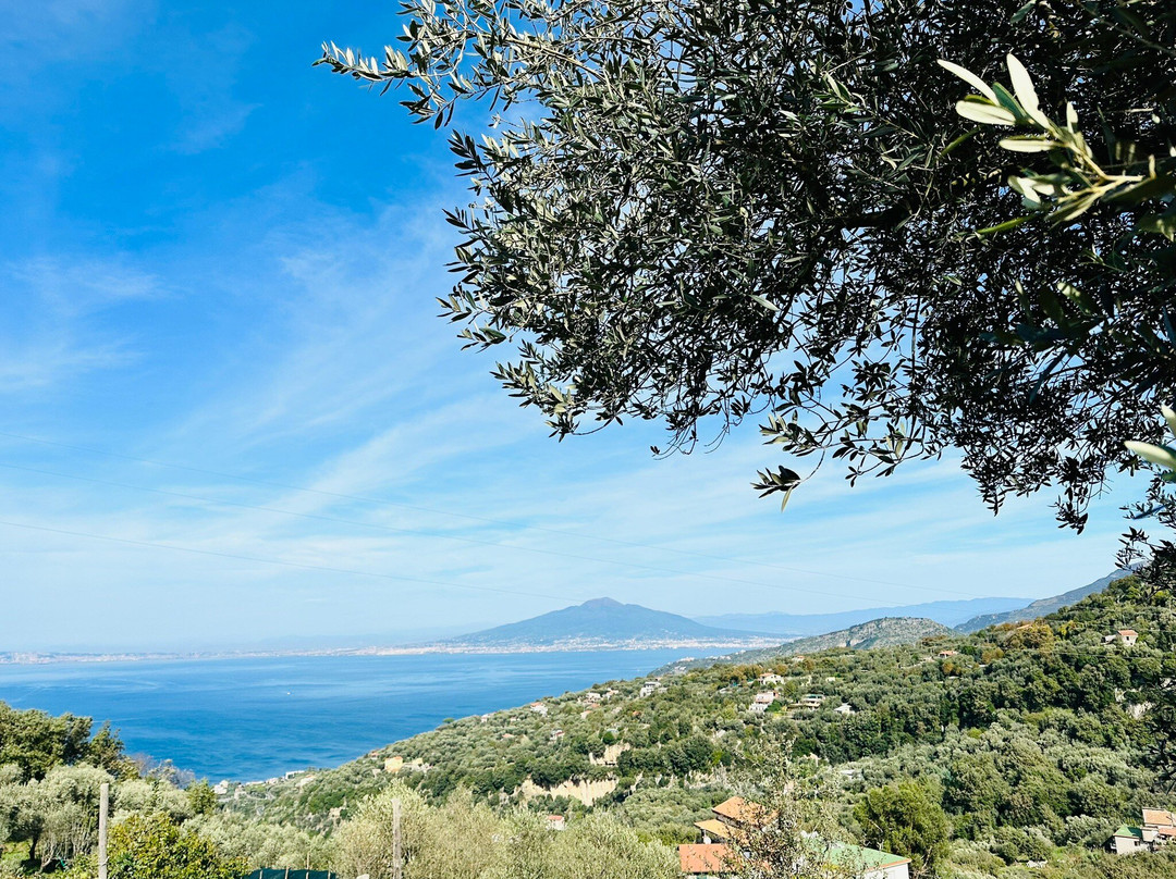 Agriturismo  Primaluce - Fattoria Didattica e Tour-索伦托必去景点