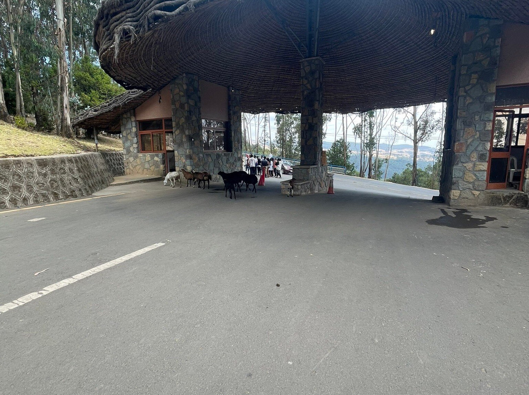 Entoto Natural Park景点图片