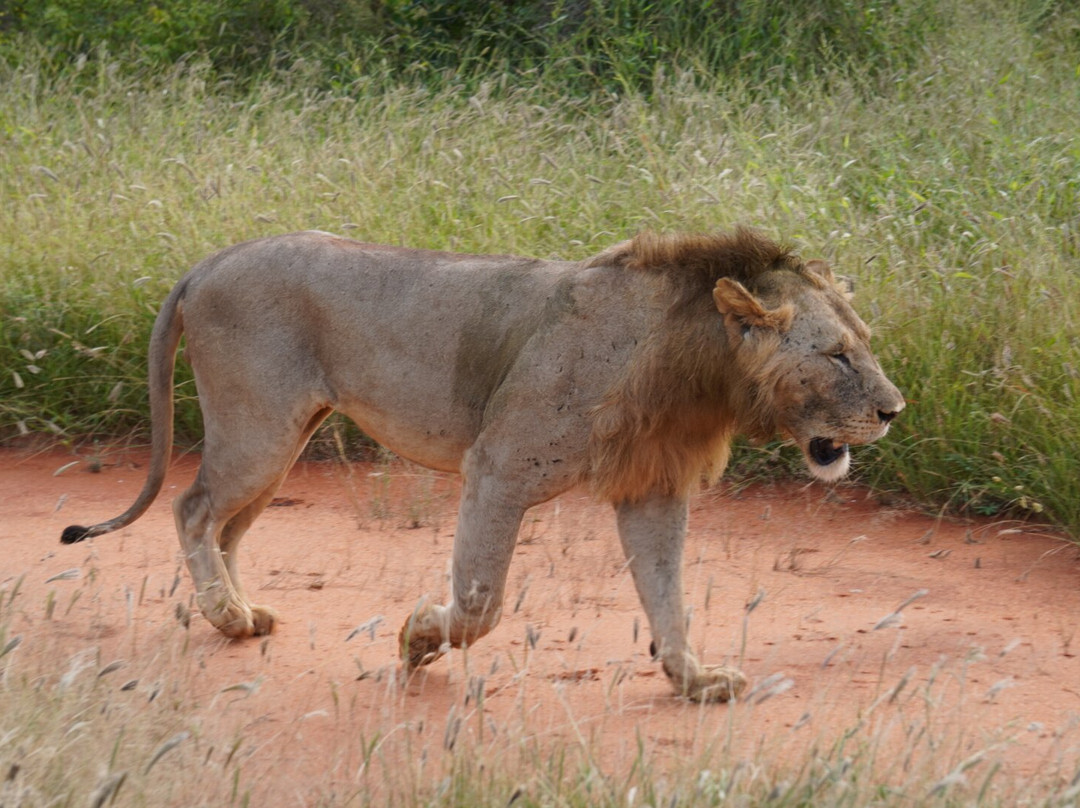 Safari Kenya Plus - Private Day Tour景点图片