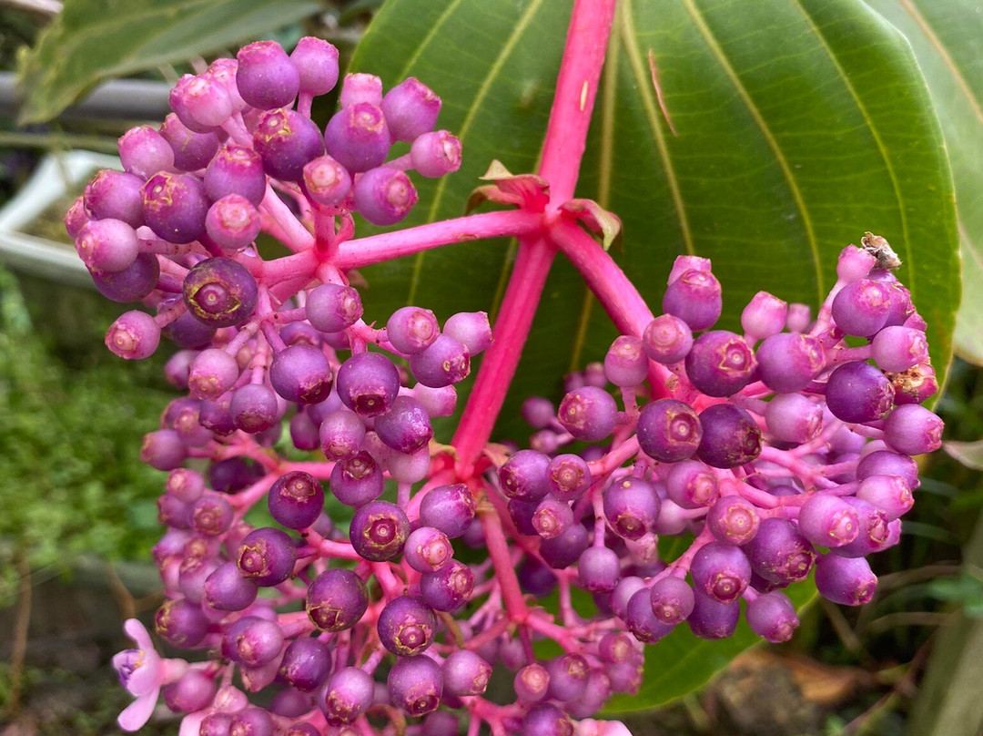 Cameron highland orchid and rose garden景点图片