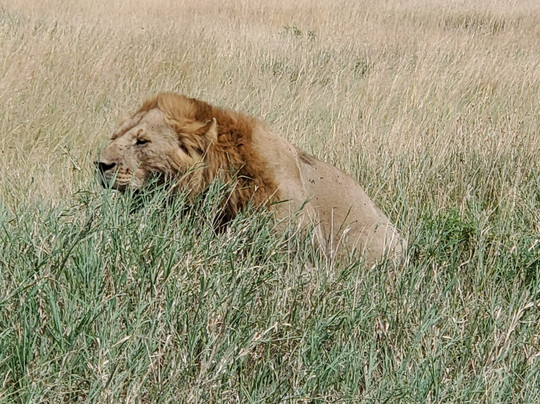 Marlomani Safaris-蒙巴萨必去景点