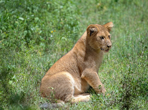 eTrip Africa-阿鲁沙必去景点