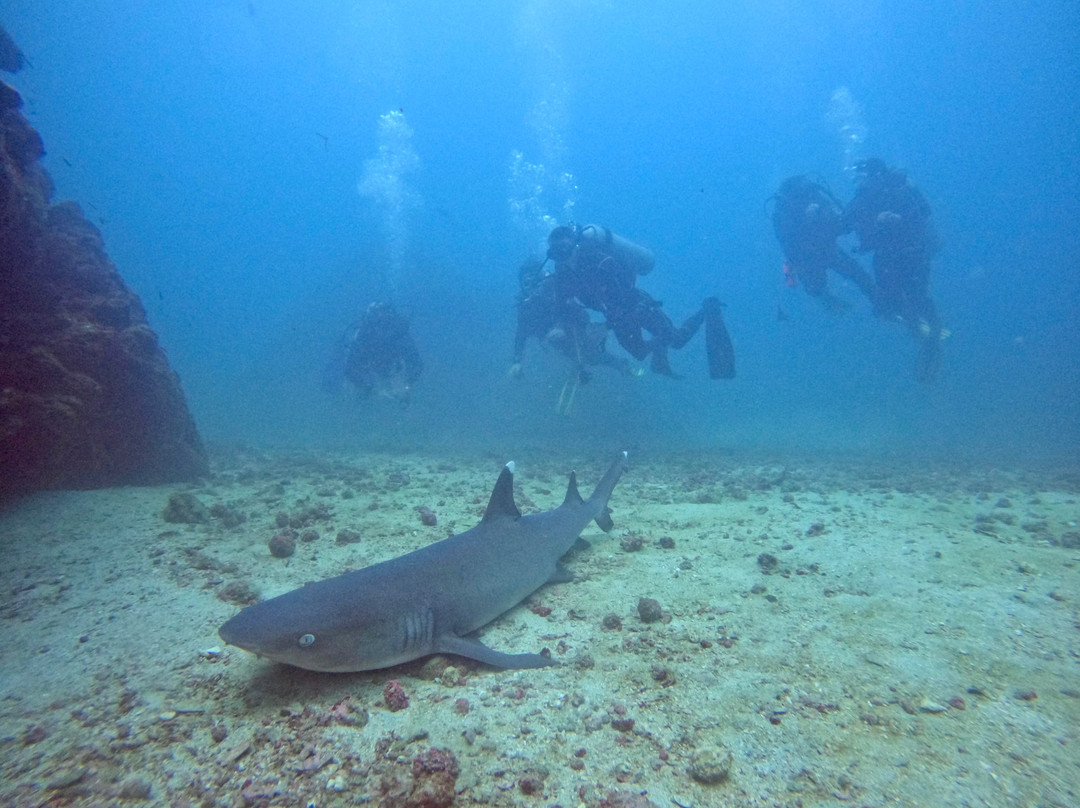 Drake Divers Costa Rica景点图片