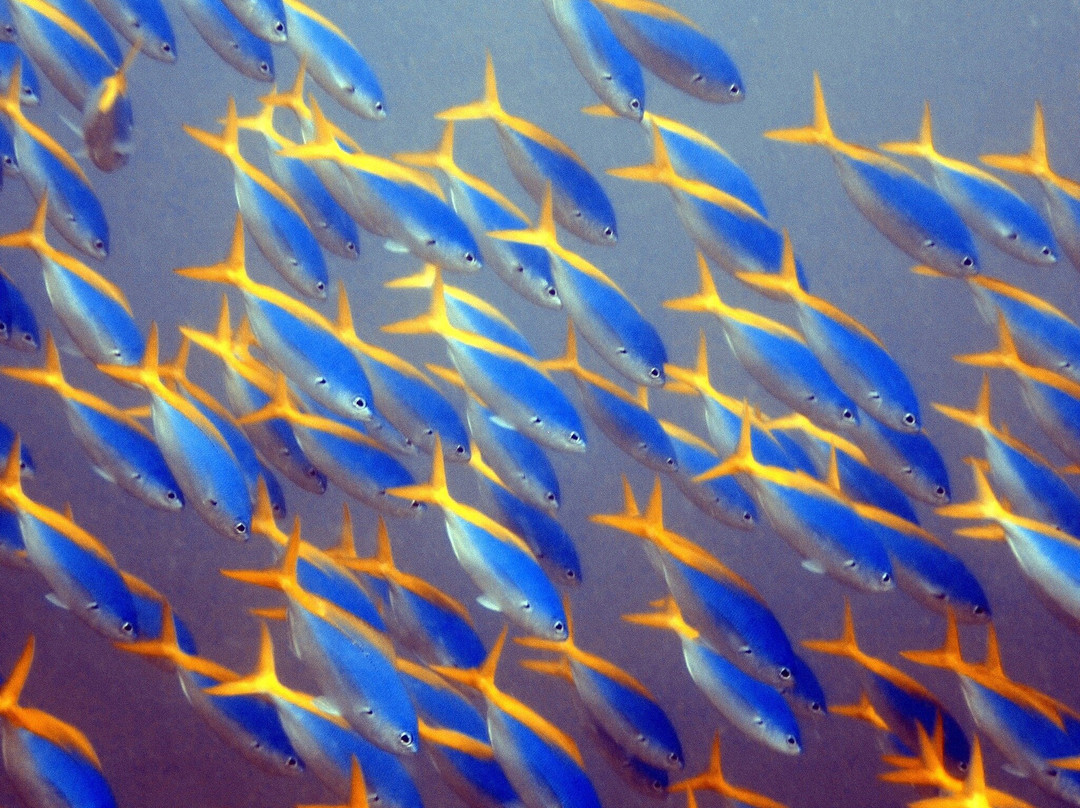 Deep Blue Diving & Watersports @ Matamanoa Island-斐济马塔马诺阿岛必去景点