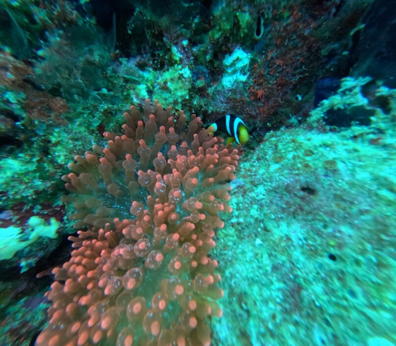 Sun Siyam Diving-伊露岛必去景点