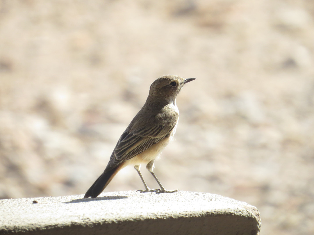 Weltevrede Guestfarm主图