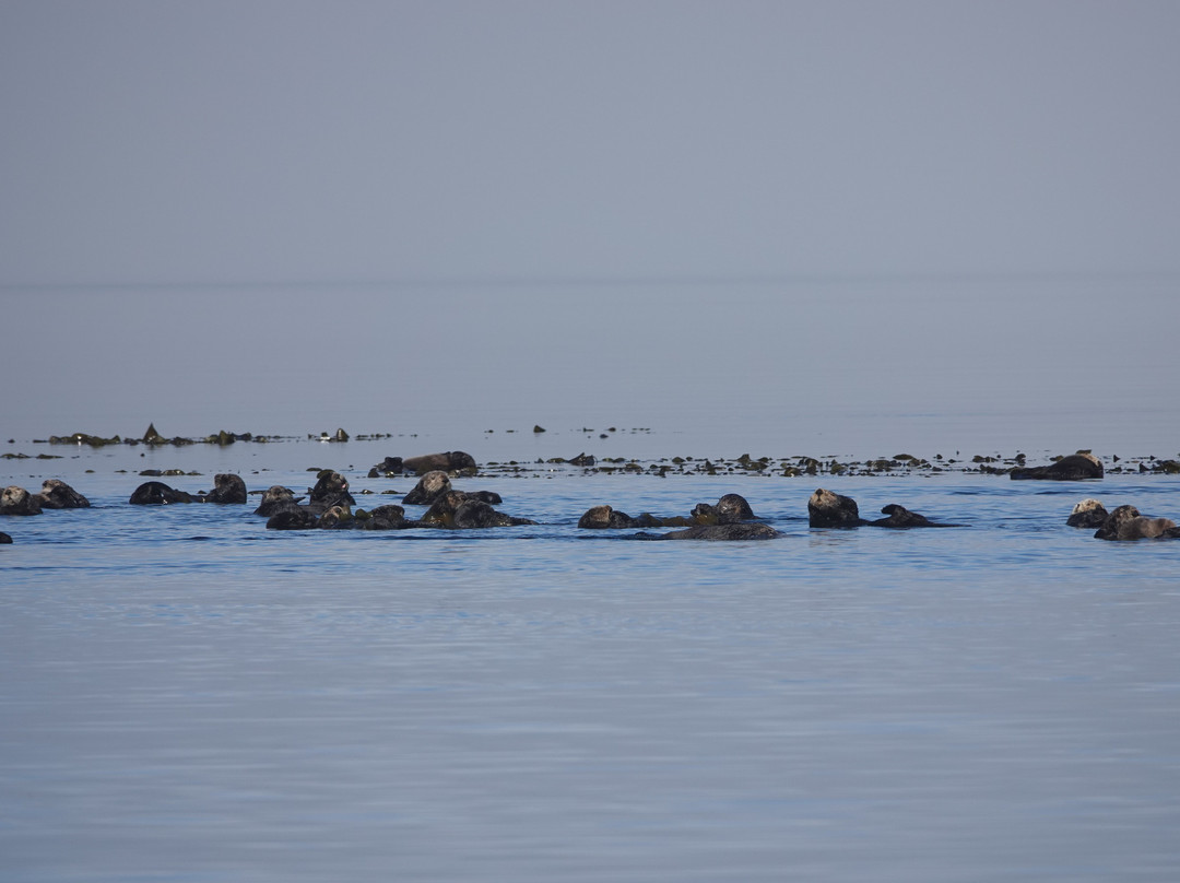 Sea Otter Eco Tours景点图片