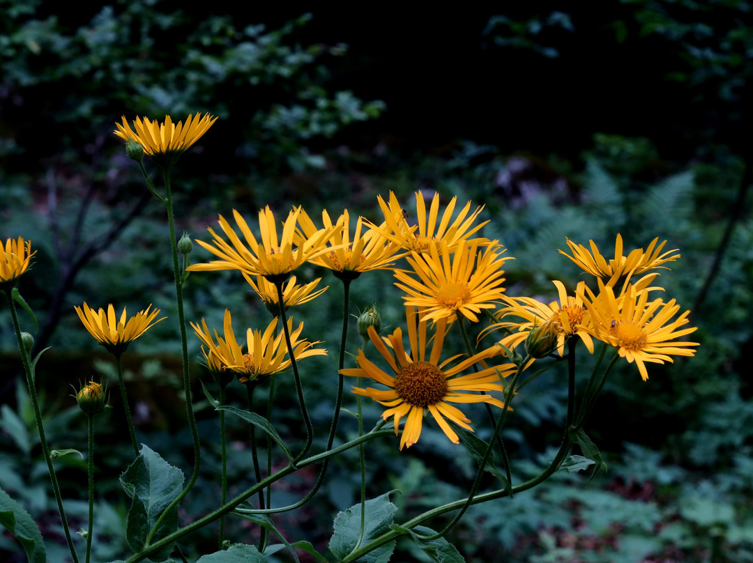 Giardino Botanico Valderia-Valdieri必去景点