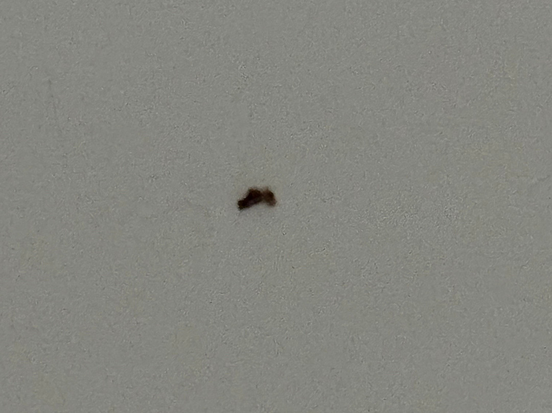 Best Western Inn Of Jasper主图