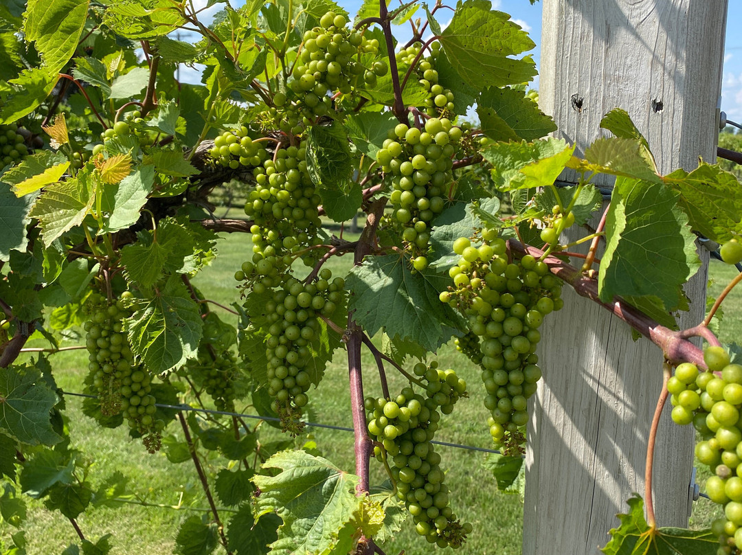 Knotty Vines Winery景点图片