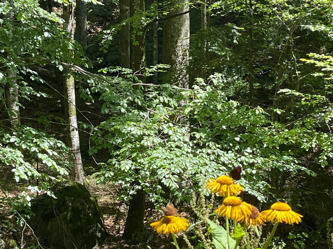 Lotrisor Waterfall-Calimanesti必去景点
