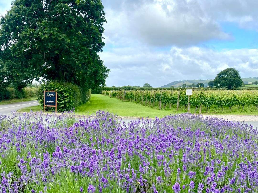 Kerry Vale Vineyard景点图片