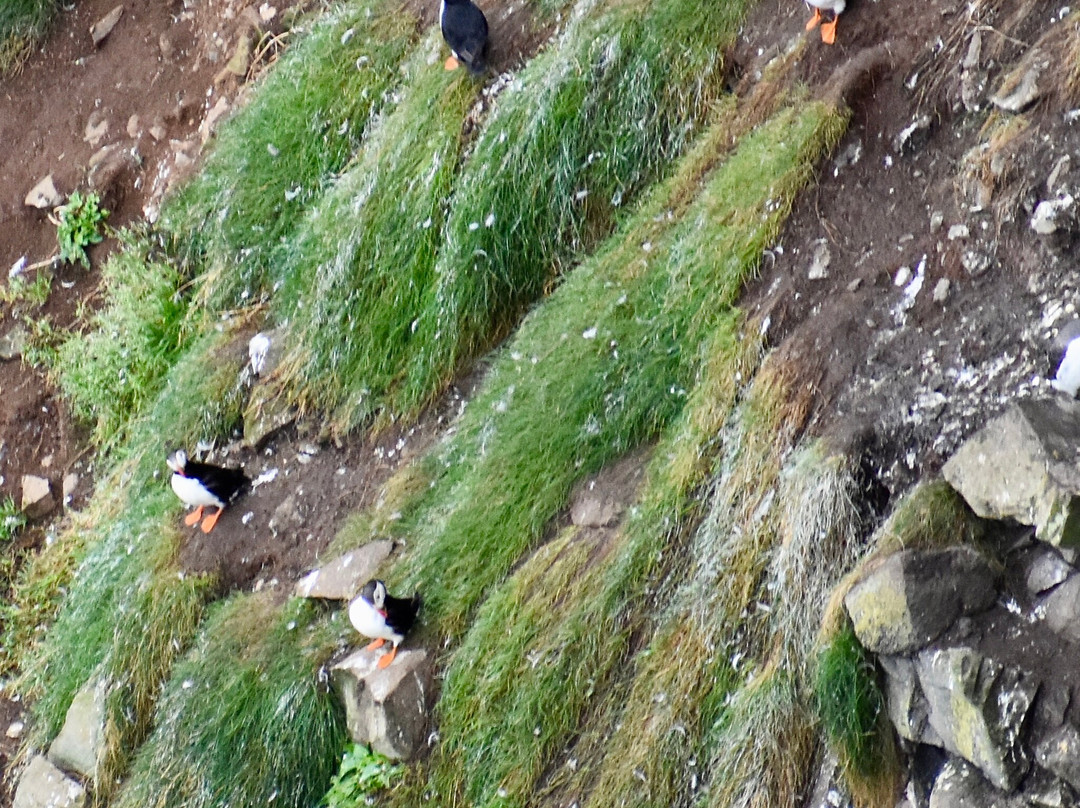 RSPB Rathlin West Light Seabird Centre景点图片