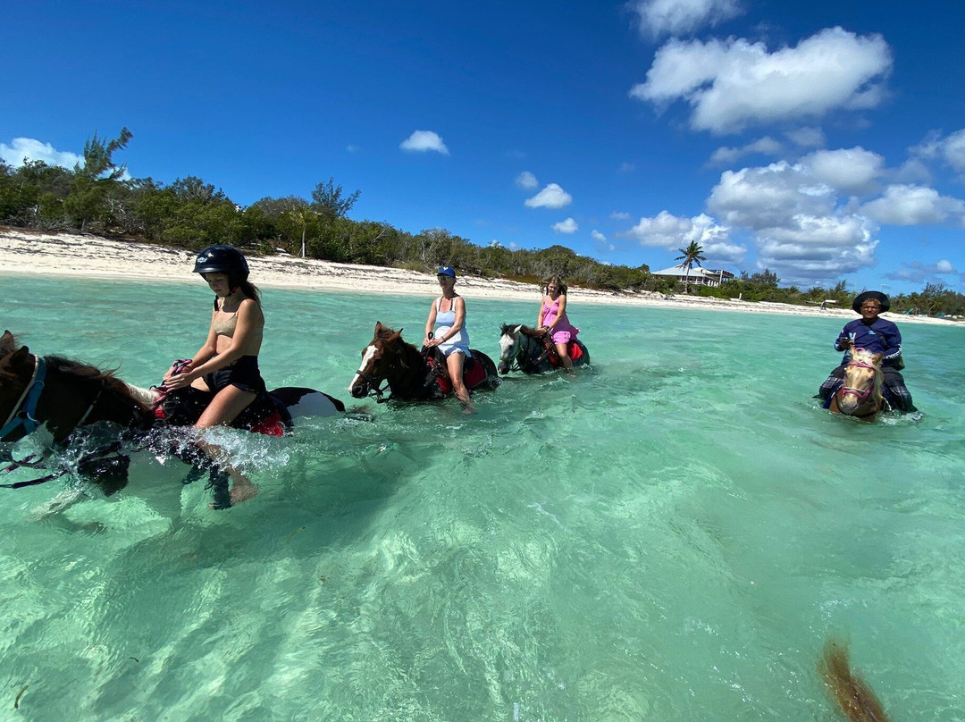 Swim with the Horses